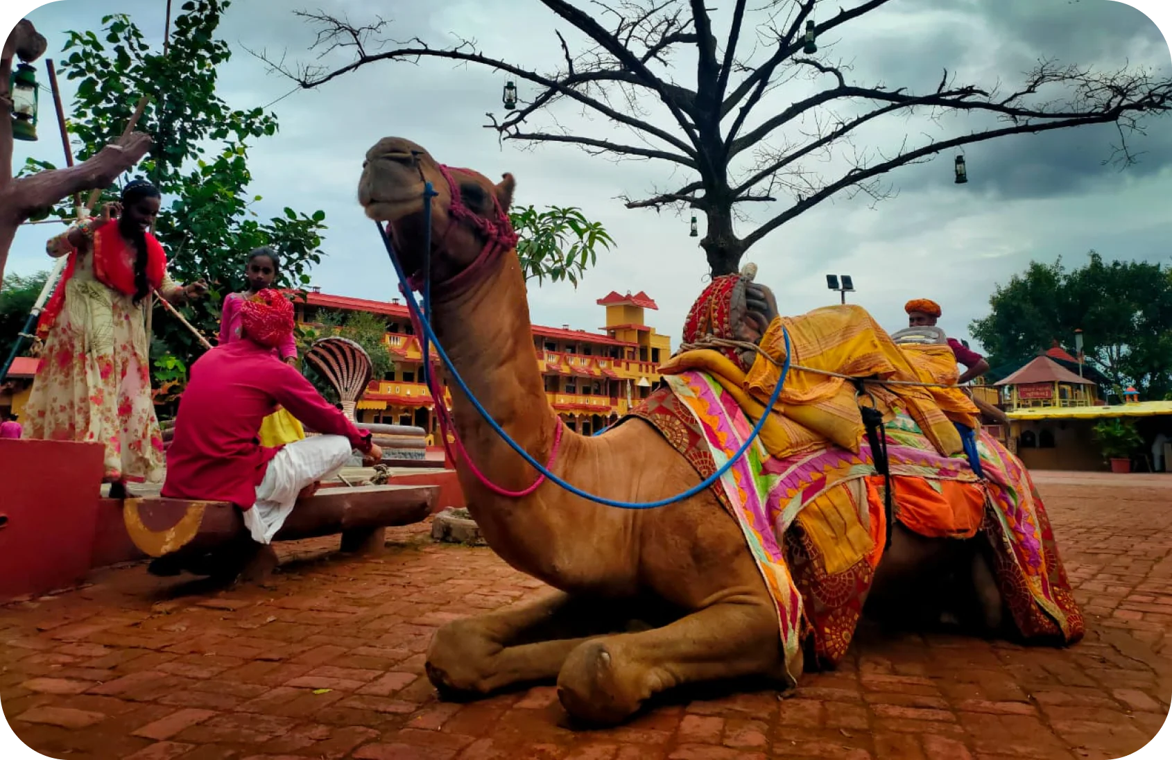 Camel Ride Day Outing